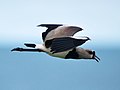 In flight (Natal, Brazil)