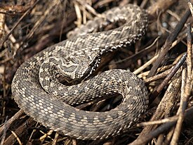 Arokyy (Vipera renardi)