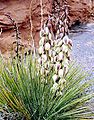 Yucca harrimaniae