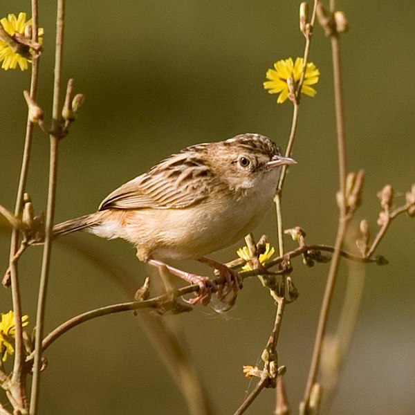 File:Zitting Cisticola (Cisticola juncidis) 3.jpg