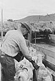 Branding sheep after shearing