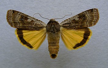 Större bandfly, Noctua pronuba