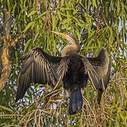 Female drying its wings