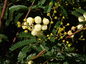 Acacia terminalis in bushland near Wollstonecraft