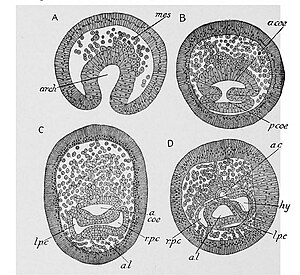 Gastrulatie bij Antedon bifida. A: embryo 26 uur, B: embryo 48 uur, C: embryo 57 uur, D: embryo 75 uur na bevruchting. mes, mesenchym.