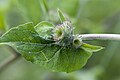 Arctium nemorosum Velennes (Somme), France