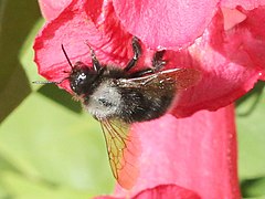 Bombus funebris.