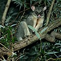 Another Brushtail