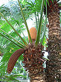 Cycas circinalis, Cycadaceae, Palmfarne (Cycadopsida), mit einem jungen zapfenförmigen Blütenstand und einem verholzten hängenden Zapfen