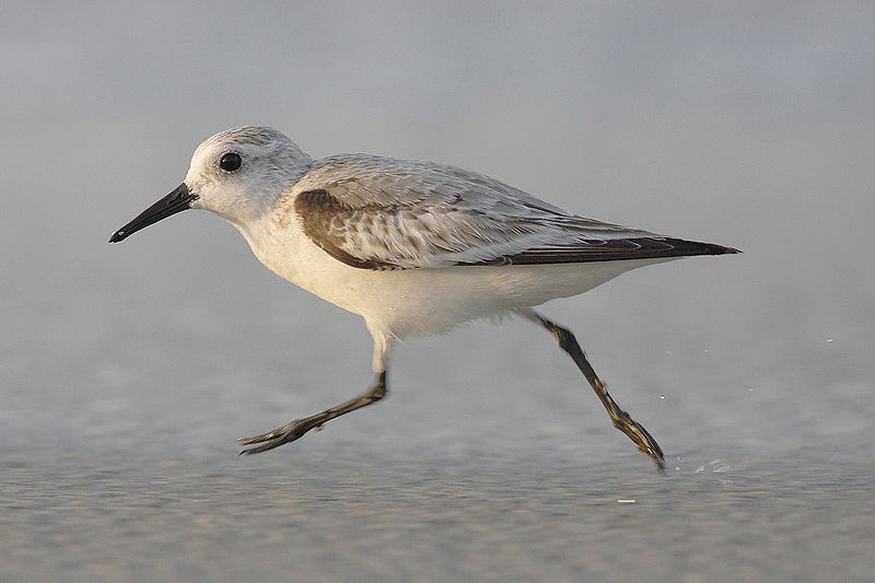 File:Calidris-alba-001.jpg