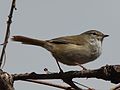 male on branch