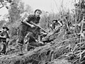 Image 39Commandos from the 2/3rd Independent Company in New Guinea during July 1943 (from Military history of Australia during World War II)