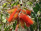 Combretum farinosum