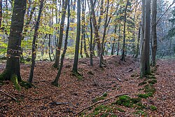 Wall und Graben vom nachgebildeten Abschnitt der „Alten Landwehr“ an der Kreuzung „Bornschneise“ und „Steinsnickelweg“ im Darmstädter Oberwald.