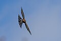 * Nomination A male Eurasian sparrowhawk (Accipiter nisus) flying in Franconville, France. --Alexis Lours 11:19, 1 January 2024 (UTC) * Promotion Good quality. --MB-one 12:20, 1 January 2024 (UTC)