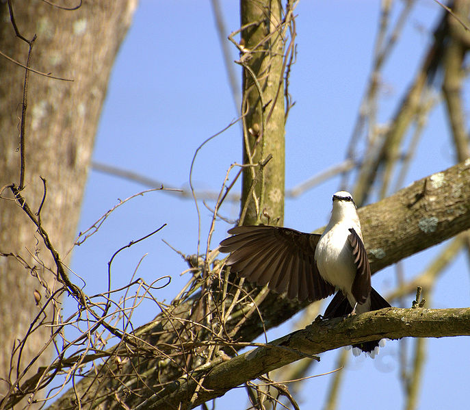 File:Flickr - Dario Sanches - LAVADEIRA-MASCARADA (Fluvicola nengeta) (2).jpg