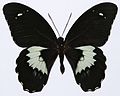 Papilio gambrisius (Forest Giant Swallowtail)