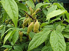 Chimonanthus praecox (Laurales).