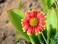 * Nomination Flower of a Gaillardia at Porto Covo, Portugal -- Alvesgaspar 11:26, 17 August 2013 (UTC) * Promotion  Support --A.Savin 17:50, 17 August 2013 (UTC)