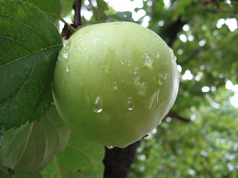 File:Green apple.jpg