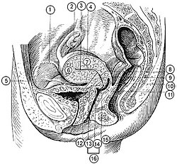 1. Uşaqlığın girdə bağı – lat. lig. teres uteri 2. Uşaqlıq – lat. uterus 3. Uşaqlıq boşluğu – lat. cavum uteri 4. lat. facies intestinalis 5. lat. facies vesticalis 6. Uşaqlıq dibi – lat. fundus uteri 7. Uşaqlıq cismi – lat. corpus uteri 8. Uşaqlıq boynu kanalının mənfəzi 9. Uşaqlıq boynu kanalı – lat. canalis cervicis uteri 10. Arxa dodaq – lat. labia posterius 11. Uşaqlıq dəliyi (ağzı) – lat. ostium uteri, orificium externum uteri – BNA 12. Uşaqlıq boğazı – lat. isthmus uteri 13. Uşaqlıq yolundan yuxarı hissə – lat. portio supravaginalis 14. Uşaqlıq yolu hissə – lat. portio vaginalis 15. Ön dodaq – lat. labia anterius 16. Uşaqlıq boynu – lat. cervix uteri