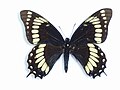 Papilio scamander (Scamander Swallowtail)