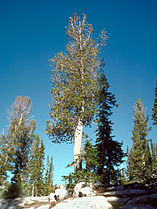 Old tree, Wallowa-Whitman National Forest, Oregon