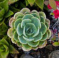 12. Elegáns fáskövirózsa (Echeveria elegans) (javítás)/(csere)