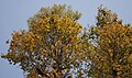 Flowering canopy at Jayanti