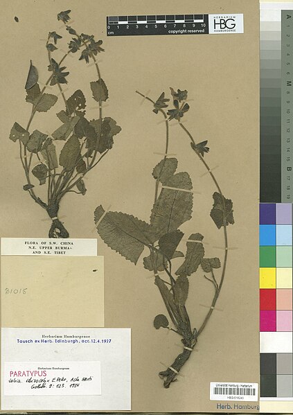 File:Salvia schizocalyx.jpg