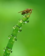 Scathophaga stercoraria (Yellow Dung Fly)