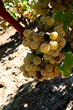 Grappe de sémillon à peine touchée (septembre), à Barsac, dans le Sauternais.