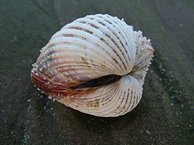 Berbigão na areia