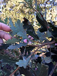 Leaves with spined turbaned gall wasp