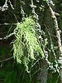 Usnea, lichene fruticoso