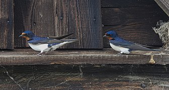 Hirundo rustica (Barn Swallows)