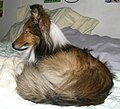 Shetland Sheepdog