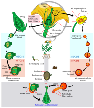 Angiosperm life cycle