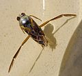 Notonectidae: Notonecta maculata