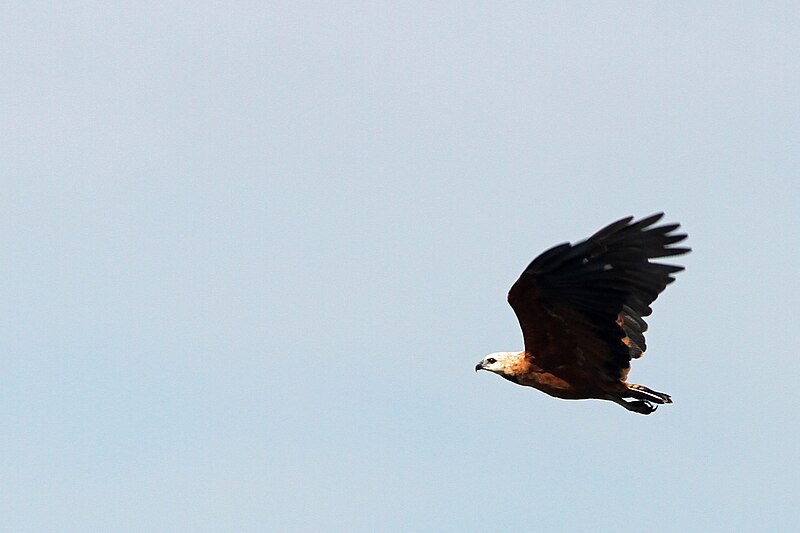 File:Black-collared Hawk - Flickr - GregTheBusker.jpg