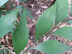 Margem serrulada das pinas numa planta selvagem da forma de Bowenia do Lake Tinaroo, no Lake Tinaroo, Atherton Tableland, Queensland, Austrália