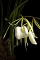 Brassavola nodosa