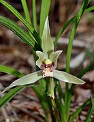 Cymbidium tortisepalum