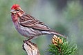 Cassin´s finch