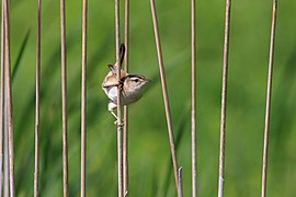 Cistothorus palustris (Marsh Wren)