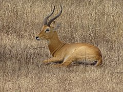 Autre cobe de buffon mâle dans le parc national de la Pendjari au Bénin. Octobre 2021.