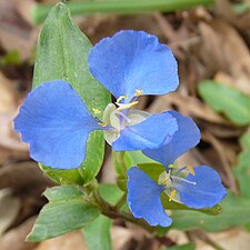 Commelina cyanea flower in Badangi Reserve, Wollstonecraft