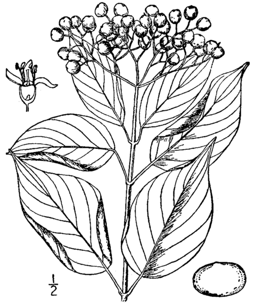 File:Cornus asperifolia BrittonBrown.png