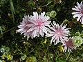 Crepis rubra