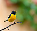 Purple-throated euphonia